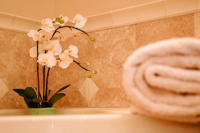 A white orchid thriving in a bathroom.