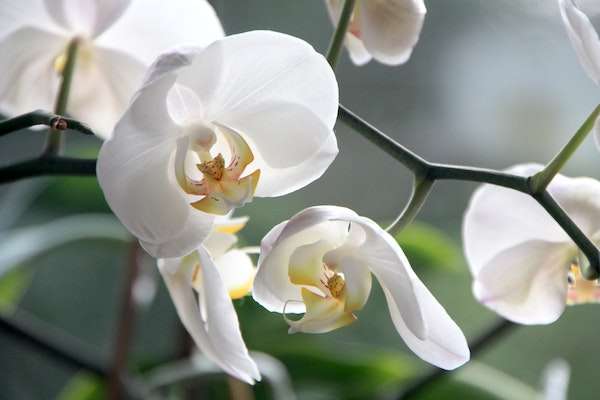 Close-up of white moth orchids.