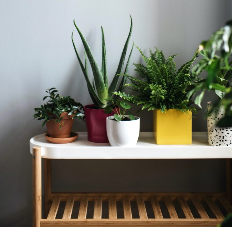 7 Great Low-Light Plants for Your Apartment
