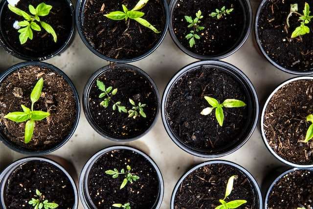 Bird's eye view of plastic containers with seedlings