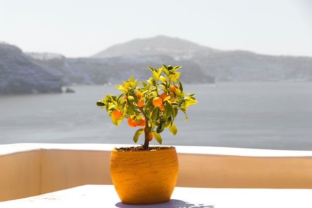 a potted plant in the sun