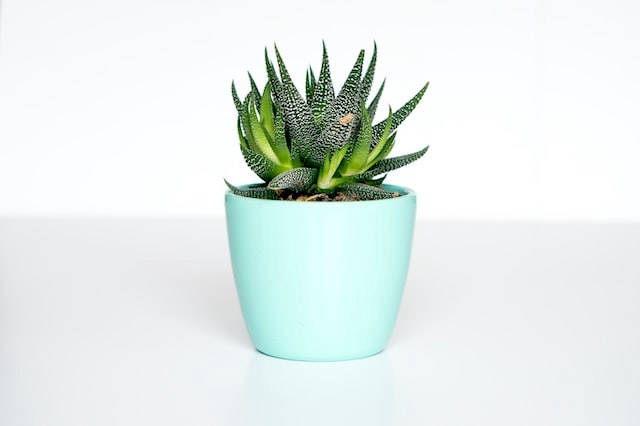 plant in a teal-colored pot