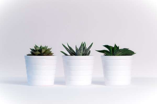 Three succulents in small white pots on a white background.