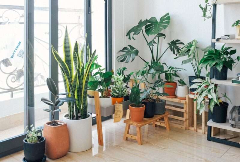 A variety of potted green plants in a room with white walls.