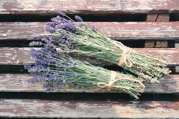 lavender on a bench in a bucket
