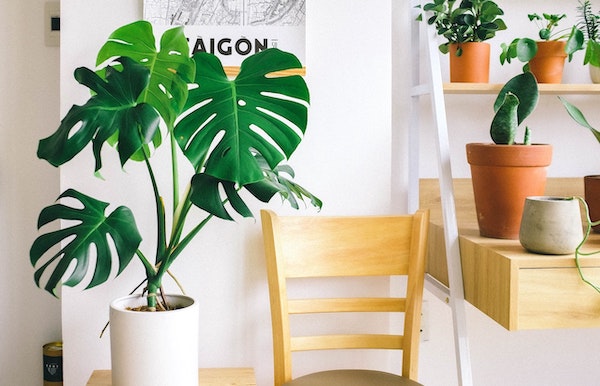 Monstera in a bright room.