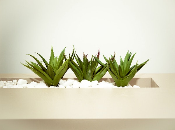 Aloe Vera, one of the best low-maintenance plants for your office space