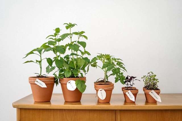 Potted plants in various sizes