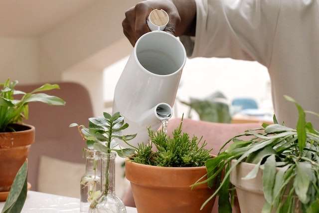 A person watering a plant