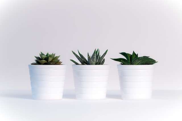Three white ceramic pots