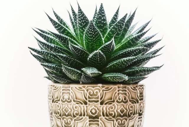 a succulent plant in a pot