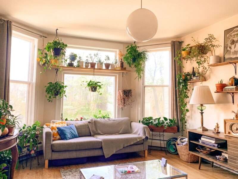 A living room with house plants