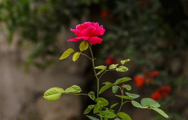 A red rose in the yard.
