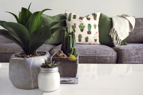 A gray couch with a white coffee table in front of it with three plants in different pots.