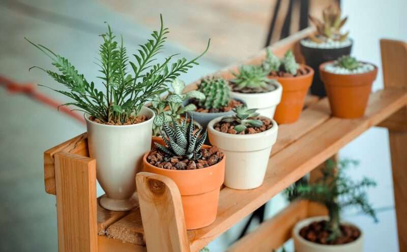 Many indoor plants on a wooden multilevel shelf.