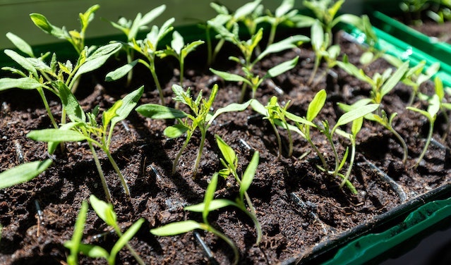 A tray of plant seedlings.