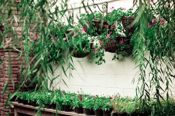 An outside vertical garden with green leaves and pink flowers.