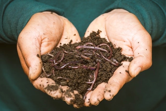 Earthworms in compost.