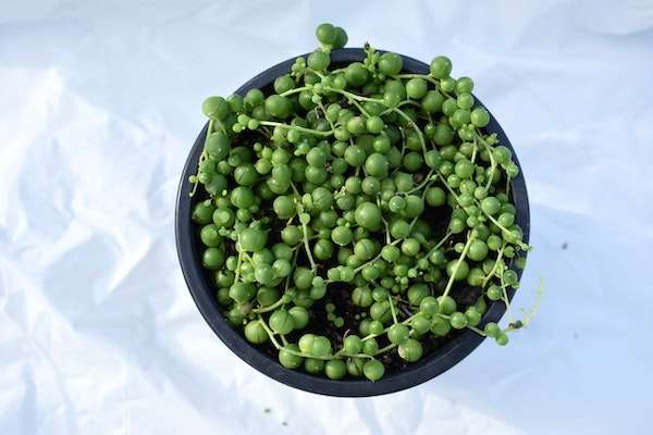 A string of pearls in a pot.