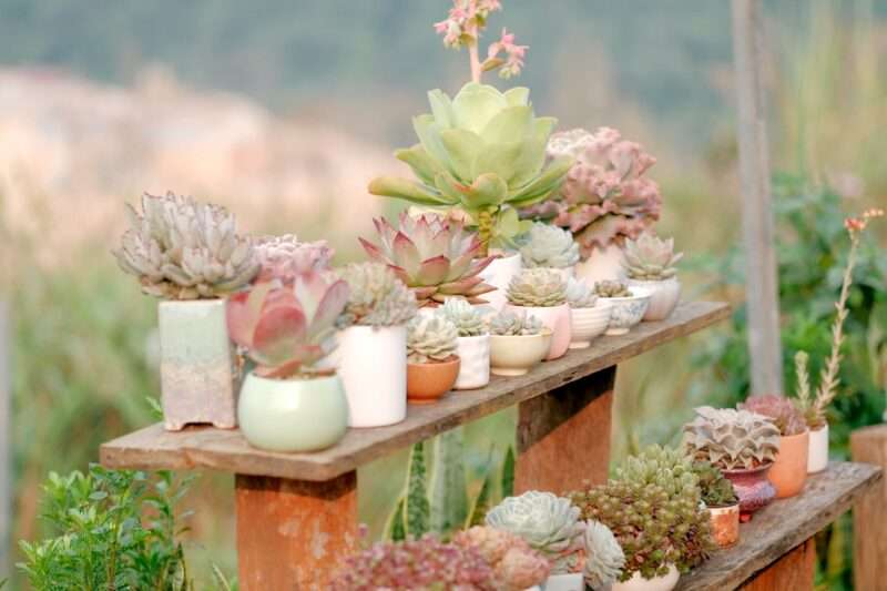 A variety of different succulents on two shelves.