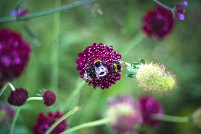 Bees on a flower.