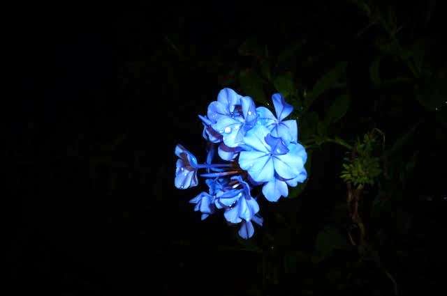 A purple flower during the night
