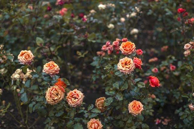 Colorful roses in the garden during the early night hour