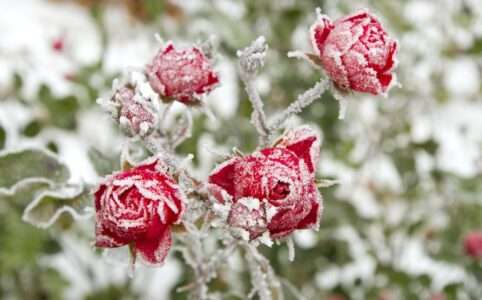 Red roses covered in frost