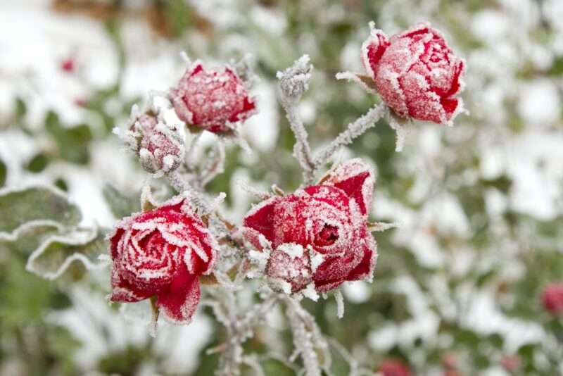 Red roses covered in frost