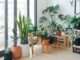 Various indoor plants on wooden stools and shelves