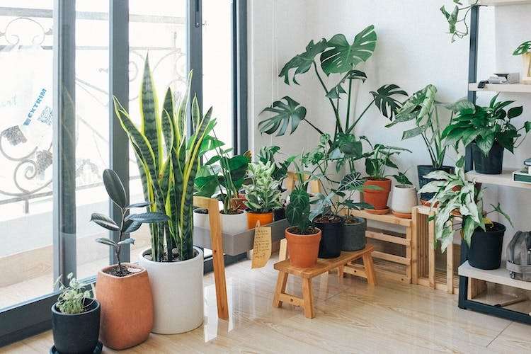 Various indoor plants on wooden stools and shelves