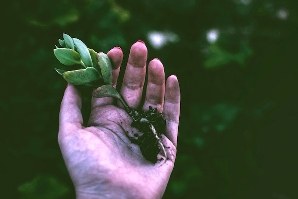 woman’s hand with a rooted green plant