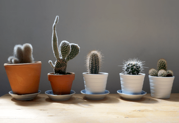 Cactus and cacti in small brown and white pots