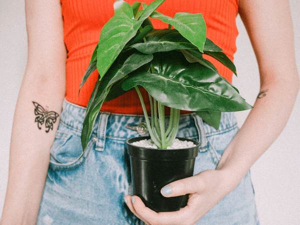 Woman in an orange top and jeans with a butterfly tattoo holding a green plant