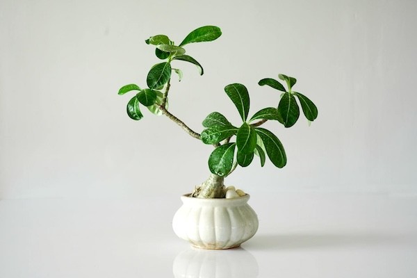 Green plant on white ceramic pot.