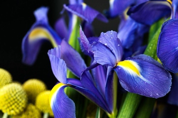Closeup of an iris flower.