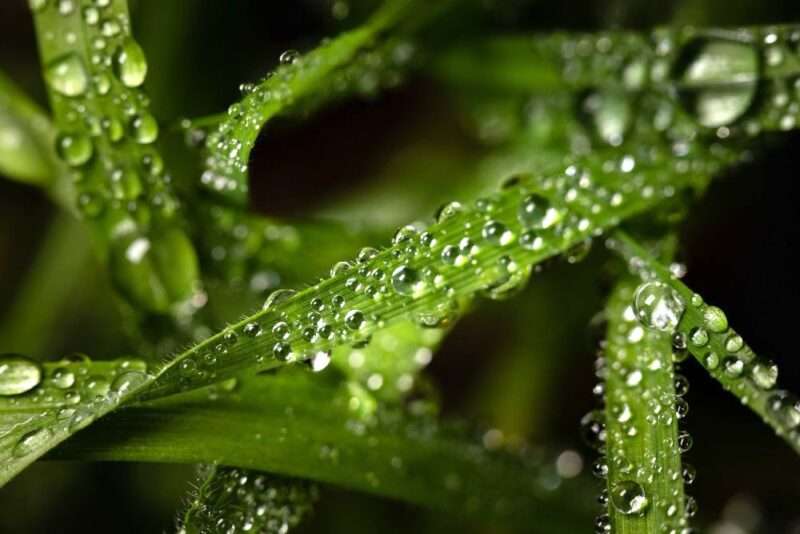 Plant leaves with water drops on them.