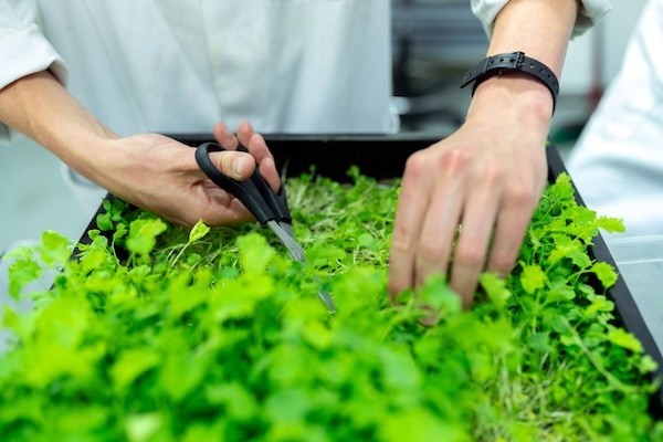 Person holding black scissors while cutting green plants