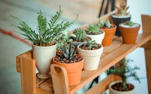 Plants on a shelf.