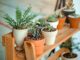 Plants on a shelf.