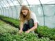 Woman caring for green plants in a garden.