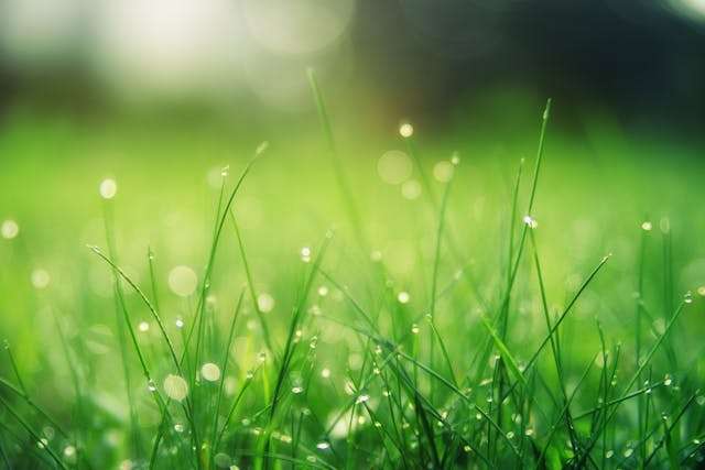 Close-up of raindrops falling on the grass.