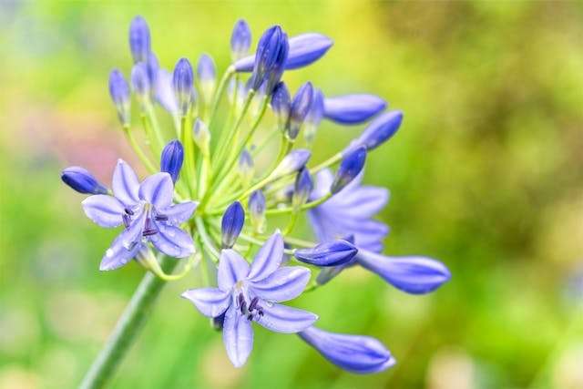 Close-up of a purple flower outside.