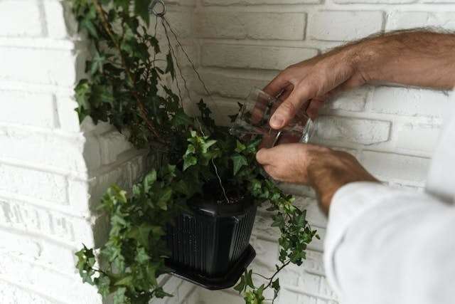 A person watering a plant from a glass