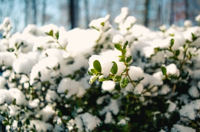 Snow on top of a green plant.