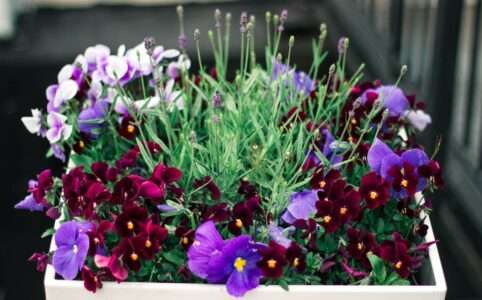 A white pot with purple flowers and lavender in it