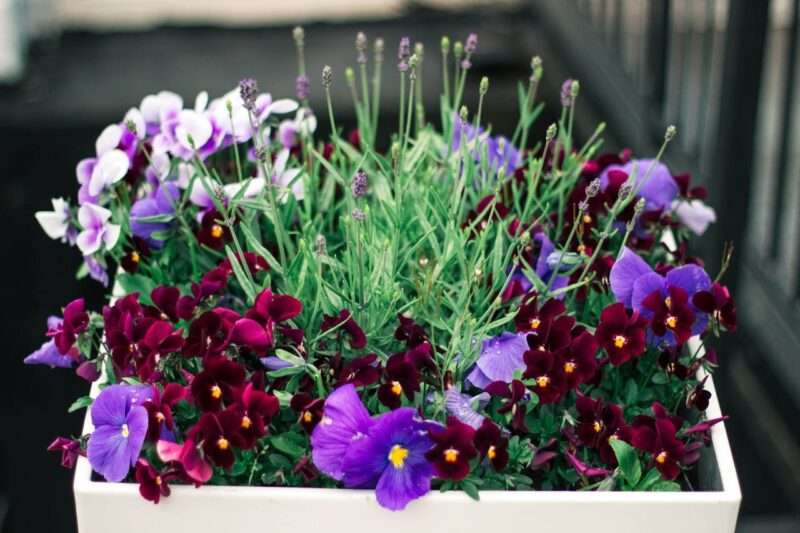 A white pot with purple flowers and lavender in it