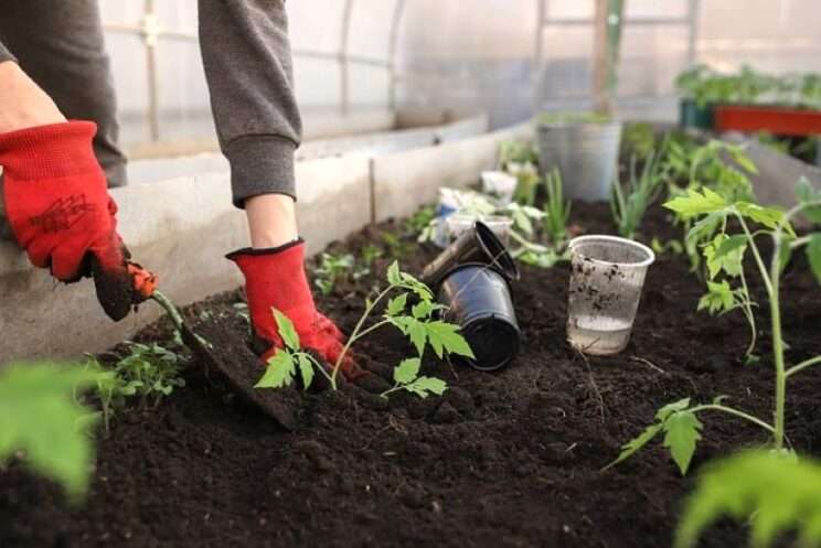 Greenhouse filled with various plants in spring, showcasing rows of raised garden beds.