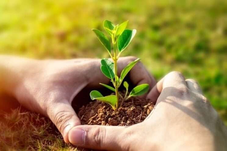 A close-up of hands planting a small green plant in rich soil, symbolizing growth and connection to nature.