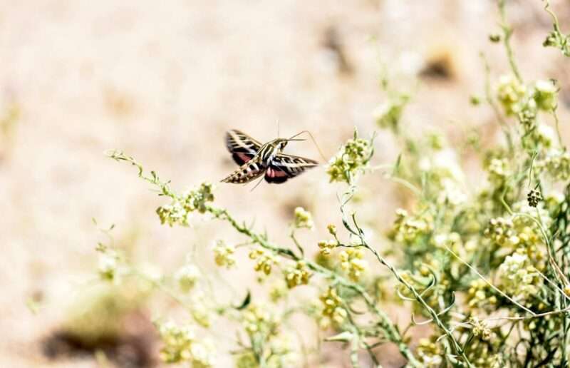 Moth flying over a bush.